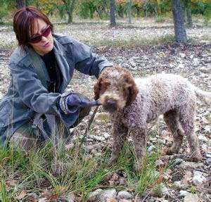 dresser son chien pour les truffes