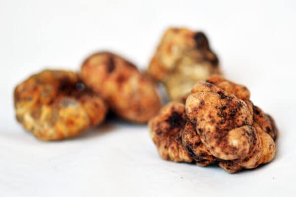 Tuber Borchii congelées