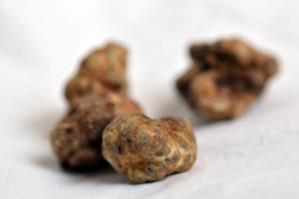 Photo de Tuber Borchii