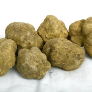 tartufi-bianchi-20-70.jpg-truffes-blanches-dALBA.jpg