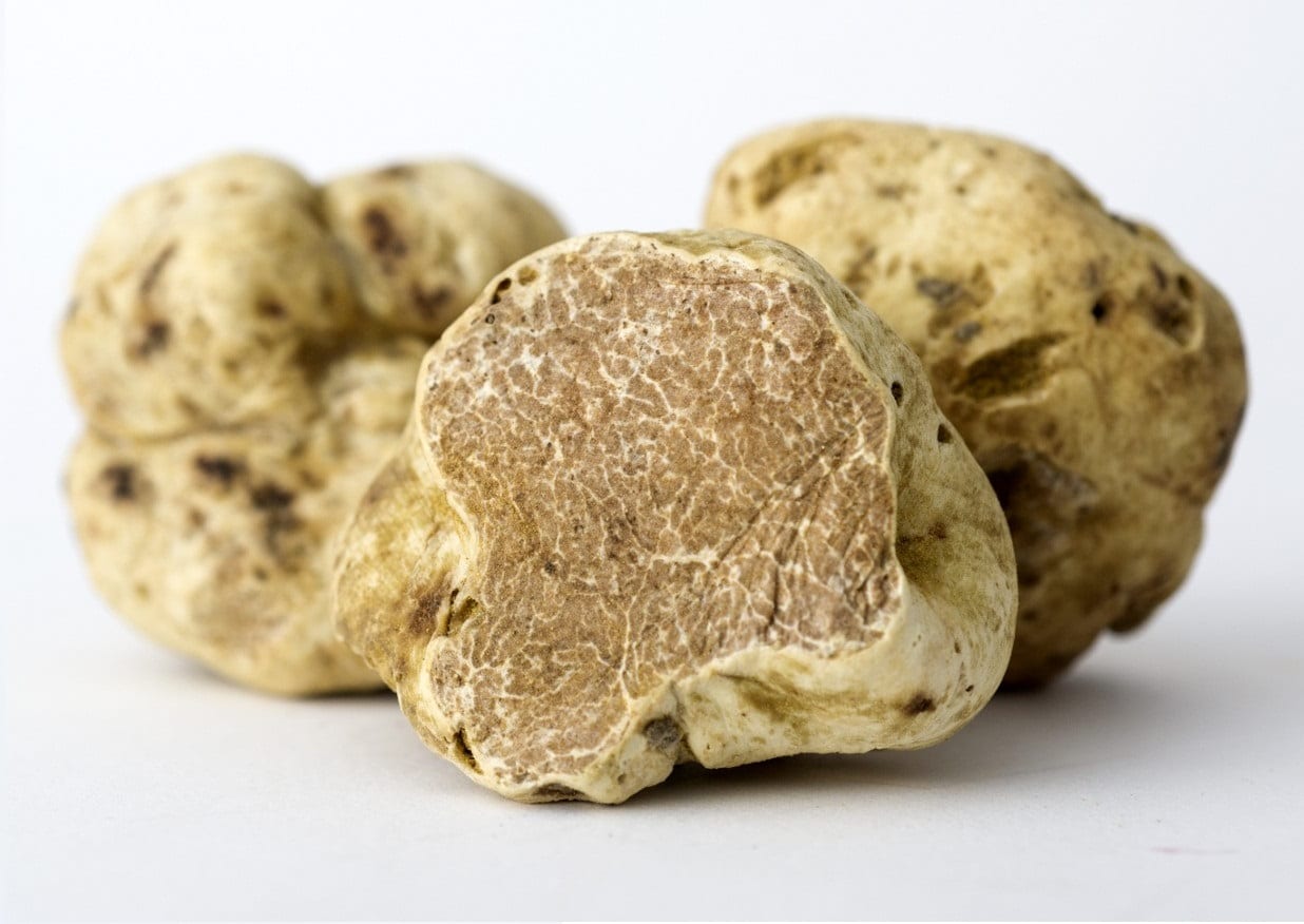 Truffes blanches fraîches Tuber Magnatum Taille énorme