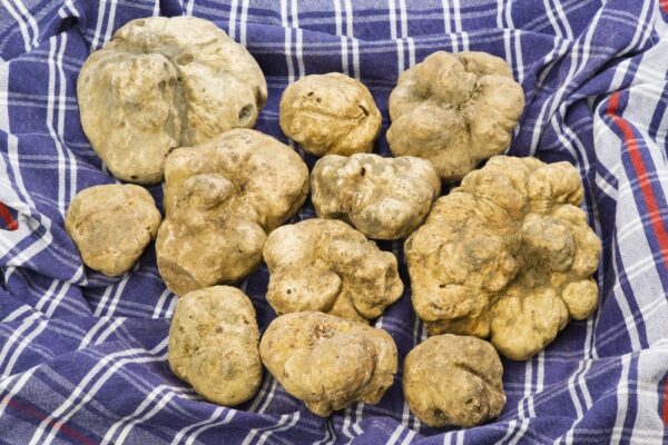 Lot de 100g de truffes d'Alba Tuber Magnatum Pico - Truffes blanches d'Italie brossées à sec – Image 1