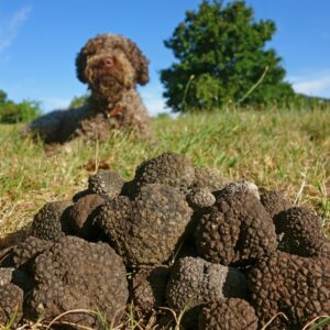 Truffe, truffe fraîche, truffe congelée, truffe noire, truffe d'été en ligne