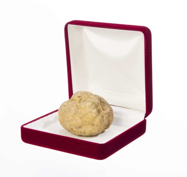 Lot de 100g de truffes d'Alba Tuber Magnatum Pico - Truffes blanches d'Italie brossées à sec – Image 2