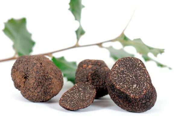 Truffes du Périgord fraîches tuber melanosporum Truffes du Périgord fraîches
