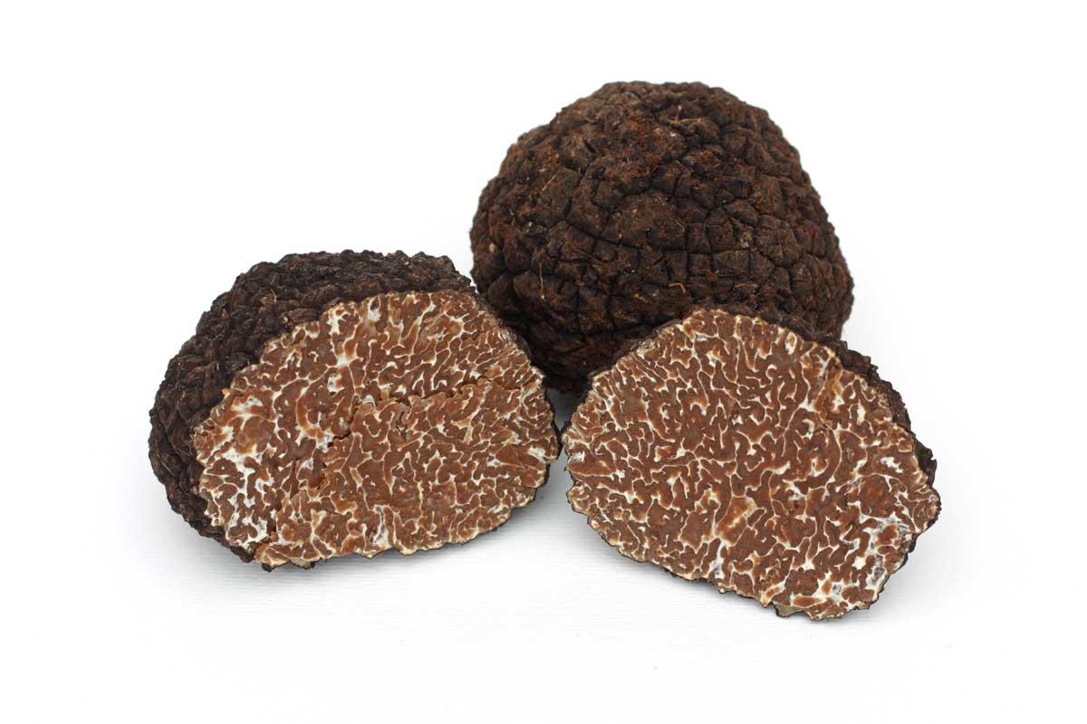 TRUFFE NOIRE FRAÎCHE Tuber melanosporum Vittad