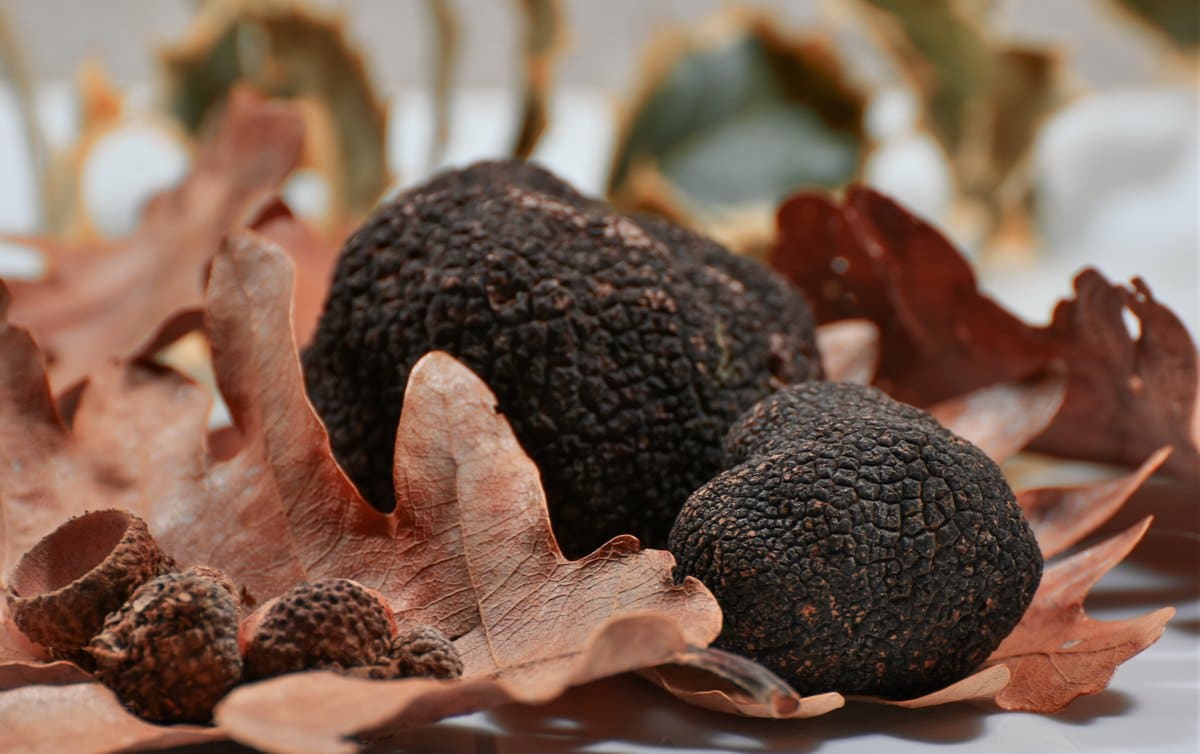 Tuber Melanosporum ou Truffe du Périgord