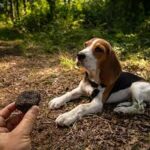 chien cavage truffe pour dressage