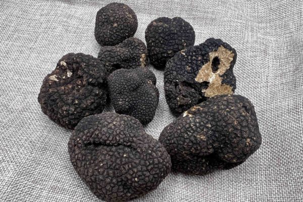 truffes-tuber-aestivum-truffe-d-ete-valreas-la-rabasse-de-l-enclave-600x400.jpg