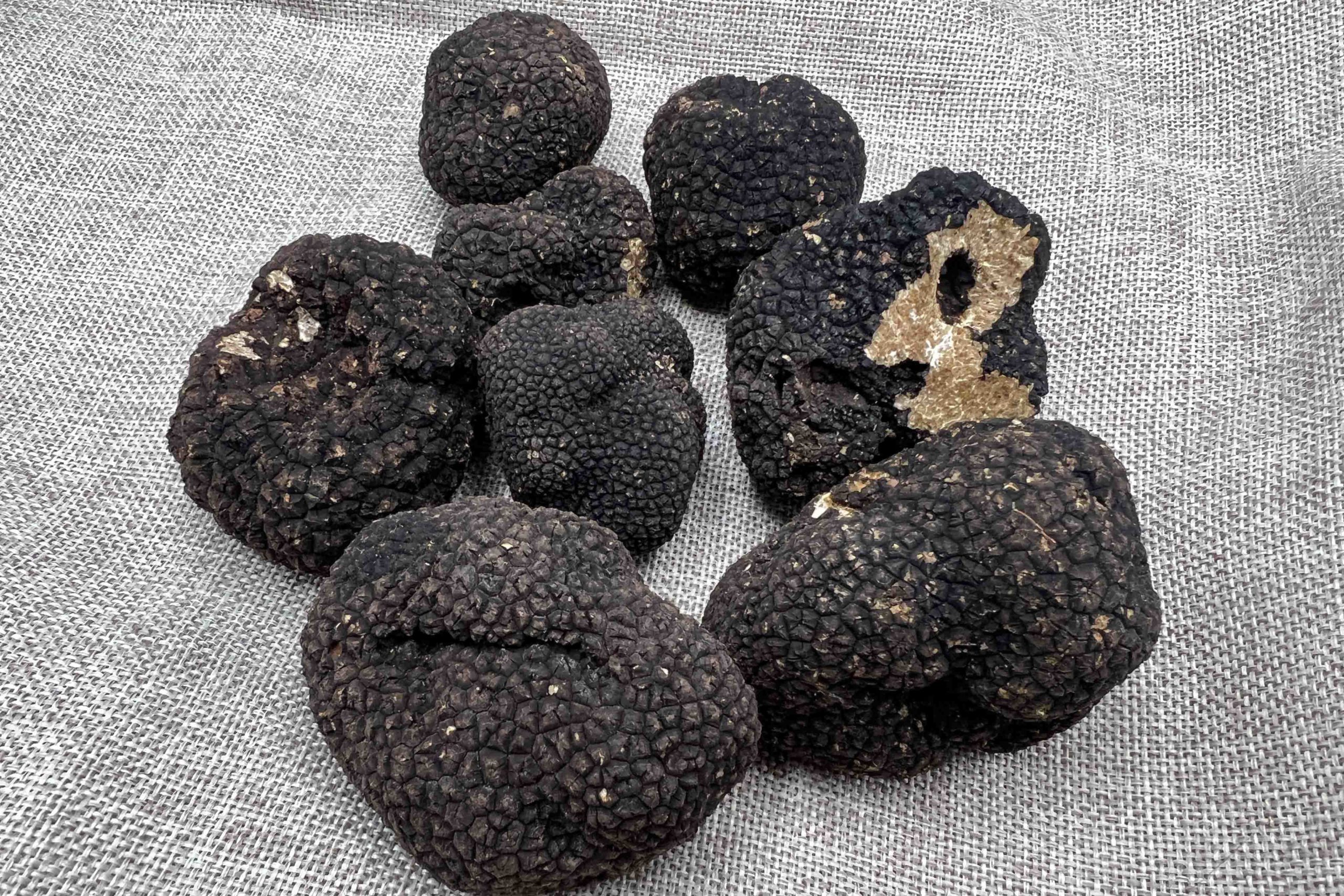 Truffe d'Été Aestivum - Achat Truffes Fraîches – LAUMONT FRANCE