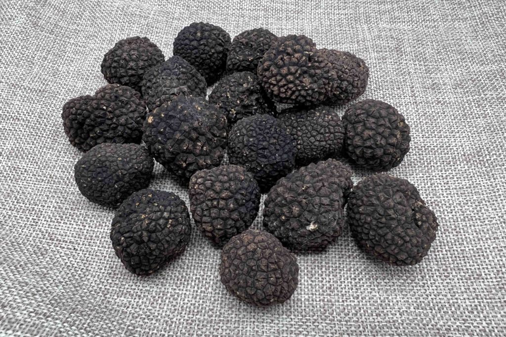 Truffes entières tuber aestivum en Vaucluse à Valréas