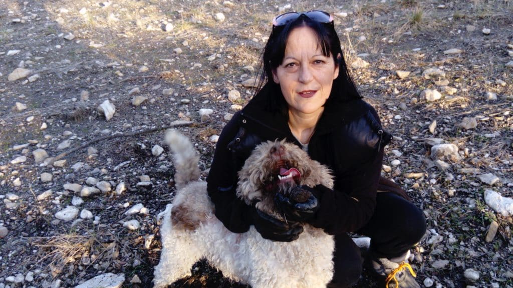 cavage truffes : dressage d'un chien truffier