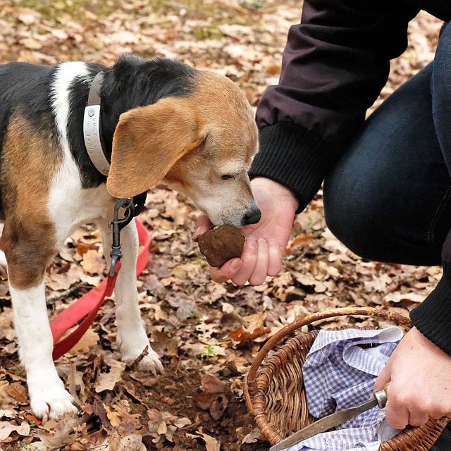 Le cavage : Dressage d'un chien truffier