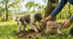 Truffes Fraîches été pour le dressage des chiens avec 1 petit flacon d'huile arôme truffe noire. – Image 2